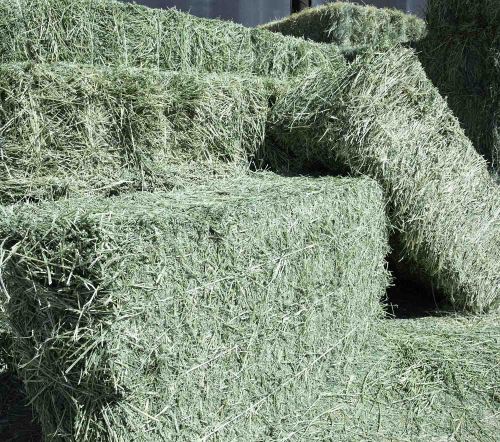 First & Second Cut Alfalfa Mix With Orchard Grass /bales For Sale ( M