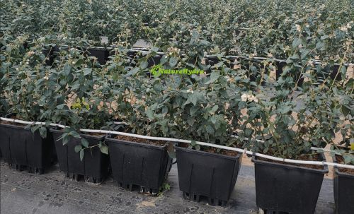 Naturehydro Plastic Berry Grow Pots Wholesale ( Planting Equipment )